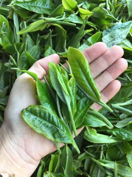 Fresh ancient tea leaves