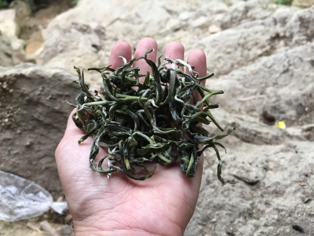 ancient tea leaves