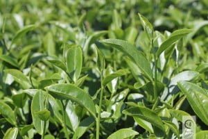 What is Tea - Camellia sinensis var. Sinensis