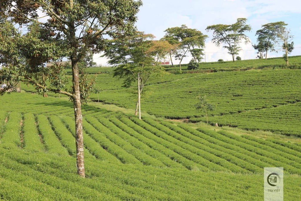 Oolong tea plantation