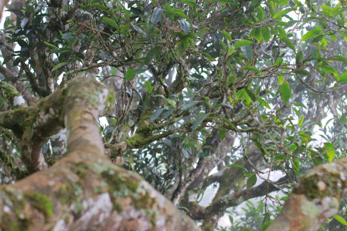 Cây trà cổ thụ