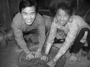 Trà cổ thụ Tà Xùa Trà cổ thụ Tà Xùa - quy trình làm trà