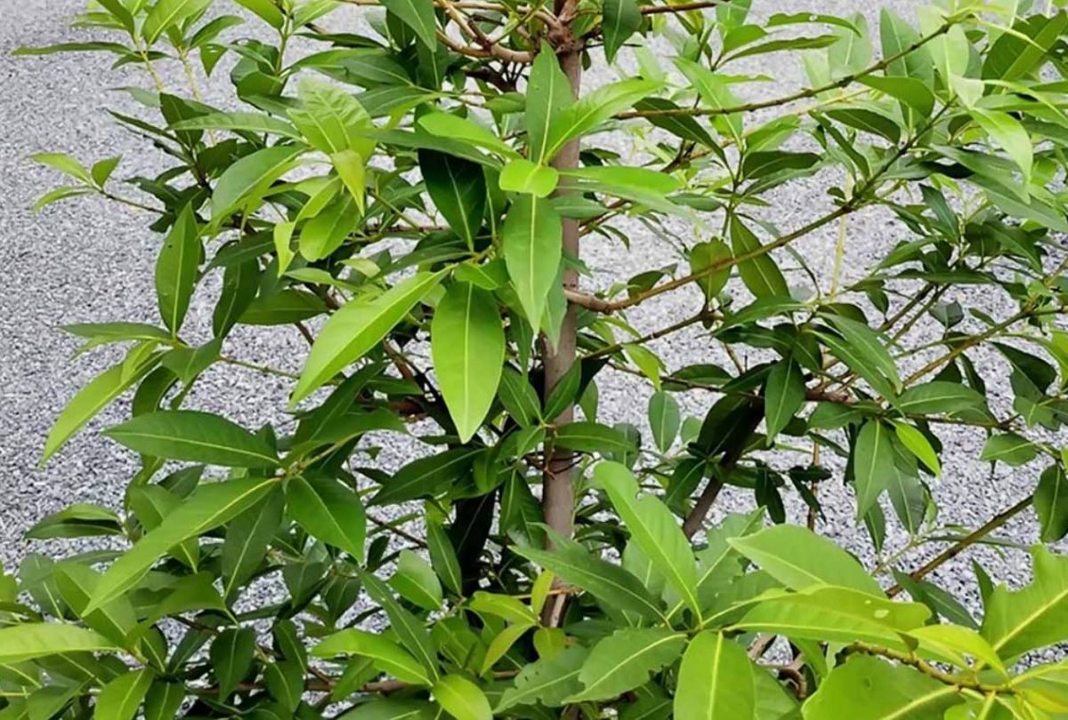 Nước Nấu Từ Lá Cây Vối Có Nhiều Lợi Ích Cho Sức Khỏe