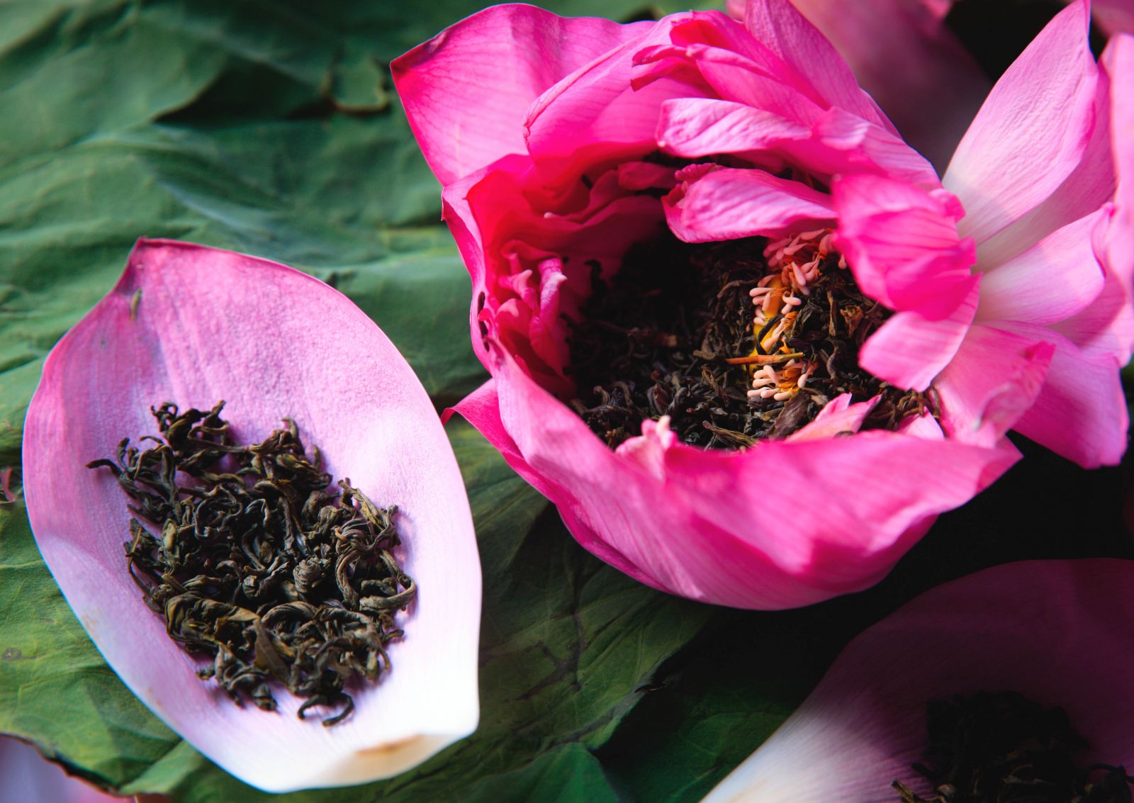 Trà sen xổi - trà ướp trong bông sen tươi