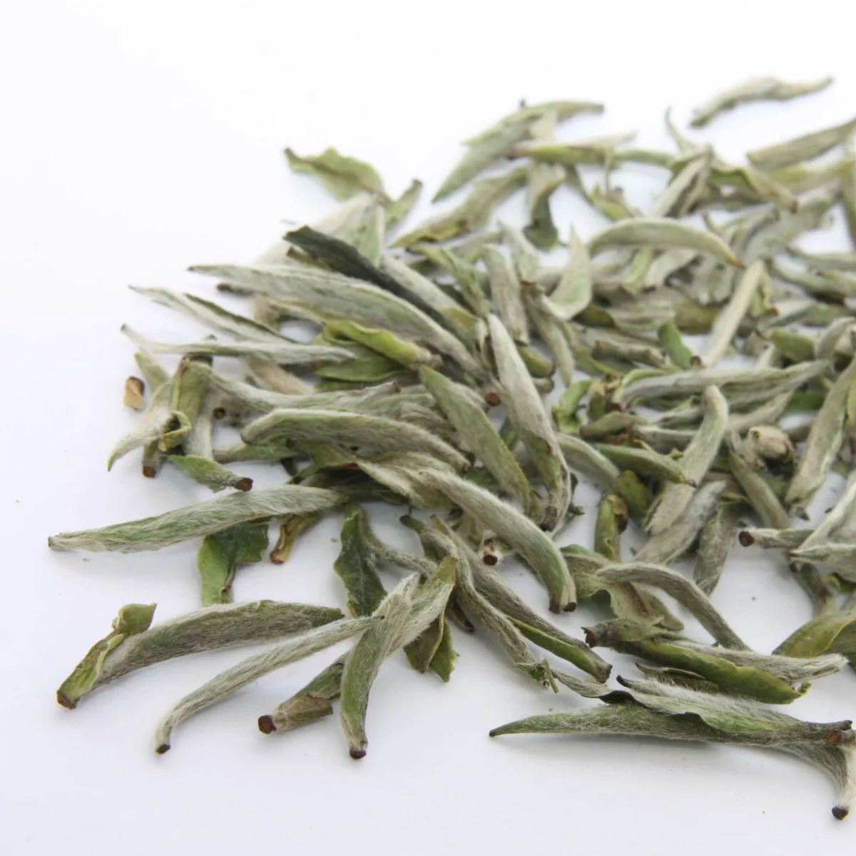 Bai Hao Yin Zhen (Bạch Hào Ngân Châm – Silver Needle)